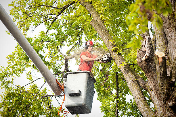 Best Emergency Tree Removal  in Lakewood, OH